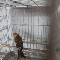 فروش یک عدد سهره قناری|پرنده|فردیس, شهرک شهید حسینی|دیوار