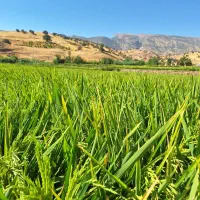سفر یک روز ویک شب به شمال