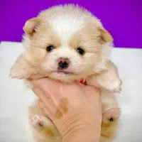 سگ‌پامرانین خرسی نر ۳ماهه مینیاتوری جیبی|سگ|تهران, نازی‌آباد|دیوار