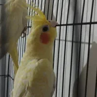 عروس هلندی رودان|پرنده|رودان, |دیوار