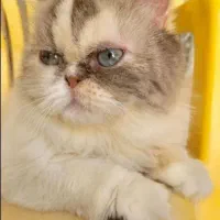 گربه پرشین ماده بالغ