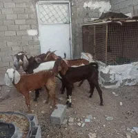 بز باردار|حیوانات مزرعه|خرمشهر, |دیوار