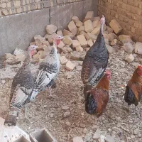 بوقلمون نر و ماده محلی و خروس محلی|حیوانات مزرعه|شیراز, ماه فیروزان|دیوار