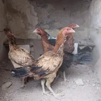 فروش و معاوضه مرغ و خروس لاری با کفتر|پرنده|تربت‌حیدریه, کلاته توکلی|دیوار