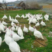 بوقلمون هشدرخان ارگانیک گوشتی