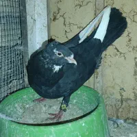 قابل معاوضه|پرنده|بافق, |دیوار