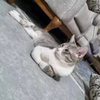 گربه گمشده|حیوانات|شیراز, عادل آباد|دیوار