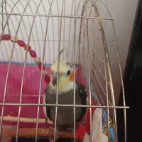 عروس هلندی سخنگو