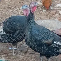 بوقلمون|حیوانات مزرعه|نیشابور, خط کاشمر|دیوار