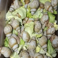 حلزون و خاویار