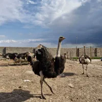 شترمرغ پیش مولد