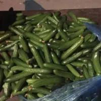 خیارگلخانه ی