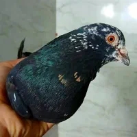 کبوتر سرچیل