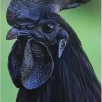 خروس ایام سمانی