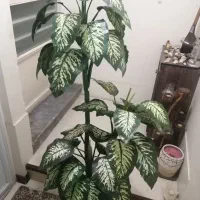 گل مصنوعی|گل مصنوعی|شاهین‌شهر, عطار|دیوار