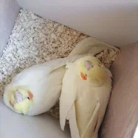 عروس هلندی|پرنده|کرمانشاه, |دیوار