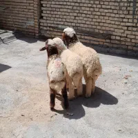 گوسفند بره وبره