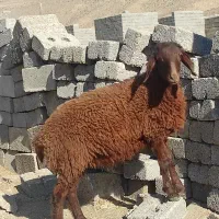۱راس بره ماده افشار جنس درجه یک قیمت یک بره  شیری|حیوانات مزرعه|فیروزآباد (فارس), |دیوار