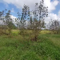 خانه و شالیزار/لب آسفالت چسبیده بهم/حومه خمام|فروش خانه و ویلا|خمام, |دیوار