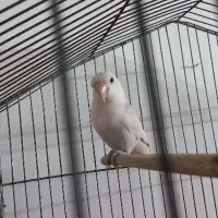 طوطی کوتوله برزیلی|پرنده|کرمان, |دیوار