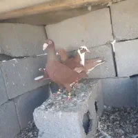 کبوتر|پرنده|میرجاوه, |دیوار