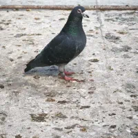 کبوتر|پرنده|شال, |دیوار