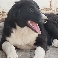 یک قلاده سگ قدریجونی