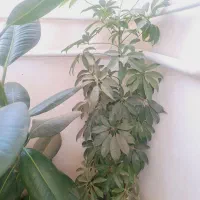 گل طبیعی تازه و سالم