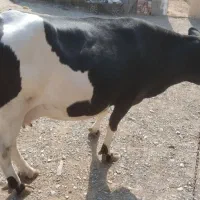 گاو فروشی|حیوانات مزرعه|کرباسک, |دیوار