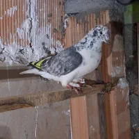 نر و ماده غریب گیری