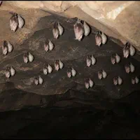 جیوه نقره ای چگالی ۱۷