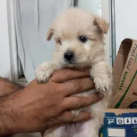 توله سگ پامر