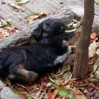 سگ پاکوتاه دوماهه نر|سگ|گرگان, |دیوار