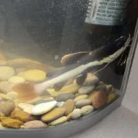 ماهی ردتیل بزرگ