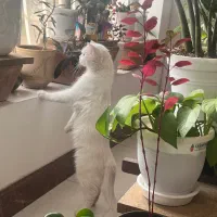 گربه پرشین اسکاتیش