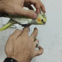 عروس هلندی مرواریدی|پرنده|ری, سیزده آبان|دیوار