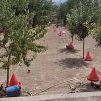 کارگر ساده برای نگهداری جوجه