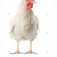 ۷عدد مرغ خانگی تخم گذار
