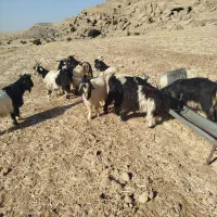 بیگ دوبوری داشتی|حیوانات مزرعه|لالی, |دیوار