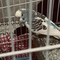 گمشده ....مرغ عشق آبی رنگ