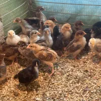 فروش جوجه ۱۰ روزه|حیوانات مزرعه|بابل, |دیوار