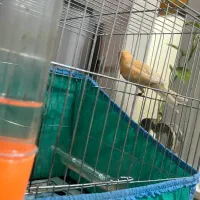 قناری ماده موزاییکی اورجینال