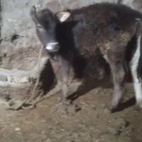 گوساله محلی ماده