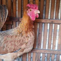 مرغ گلین کرچ شو