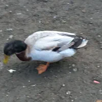 اردک غاز|حیوانات مزرعه|لاهیجان, یوسف آباد|دیوار