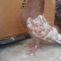 کبوتر کفتر داهاتی نزاد دار
