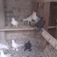 کبوتر|پرنده|تبریز, |دیوار