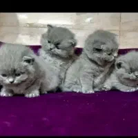 نگهداری گربه تمامی نژاد ها