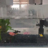 آکواریوم|ماهی|هشتگرد, هشتگرد قدیم|دیوار