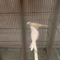 قناری موزاییکی